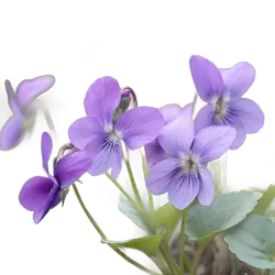 Imagen PNG para descargar